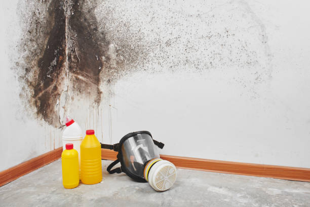Best Toxic Mold Removal  in Ransomville, NY