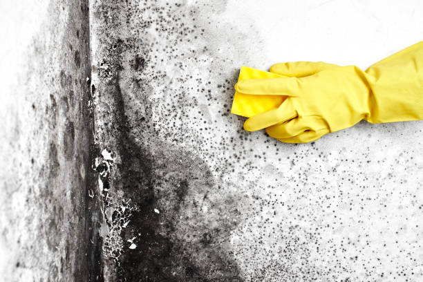 Best Toxic Mold Removal  in Ransomville, NY