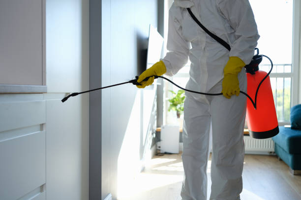 Best Fast Mold Removal  in Ransomville, NY