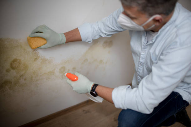 Professional Mold Removal in Ransomville, NY