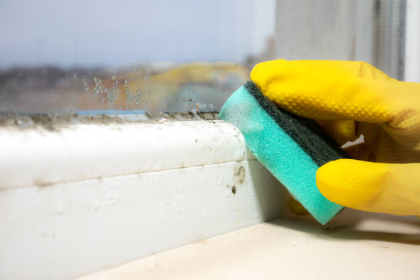 Best Affordable Mold Removal  in Ransomville, NY