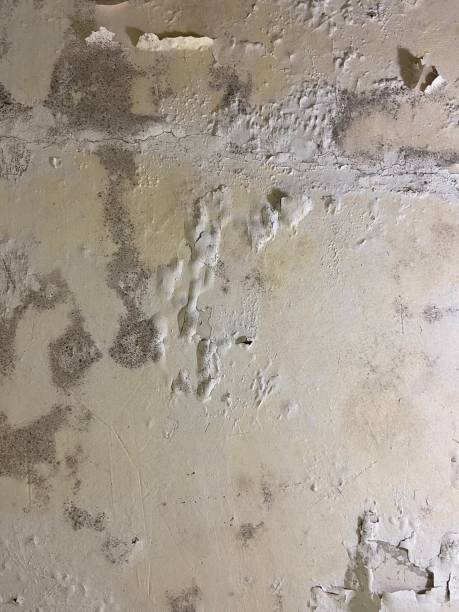Ransomville, NY Mold Removal Company