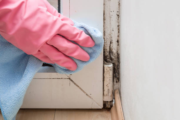 Mold Removal and Inspection in Ransomville, NY