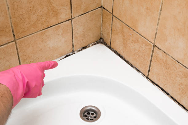 Best Residential Mold Removal  in Ransomville, NY